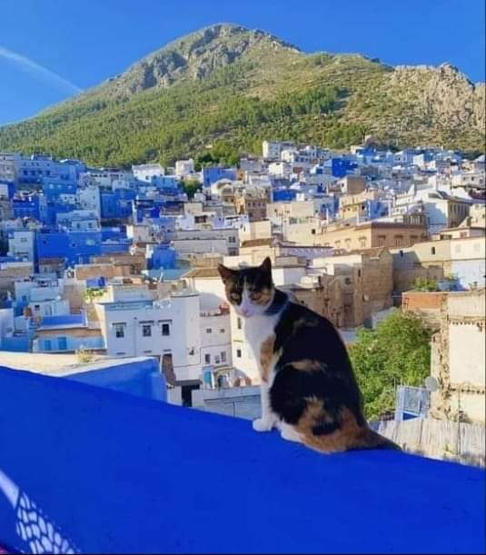 Cat sitting above the blue streets of Chefchaouen with mountain views in Morocco