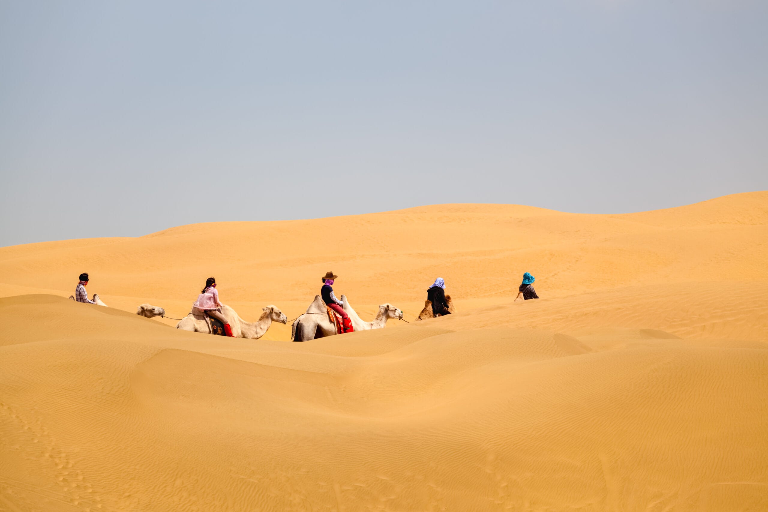 camel caravan going through the desert,in Merzouga