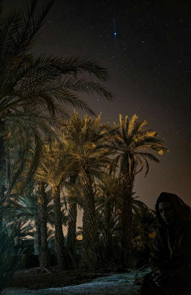 Palm trees in a desert landscape at night