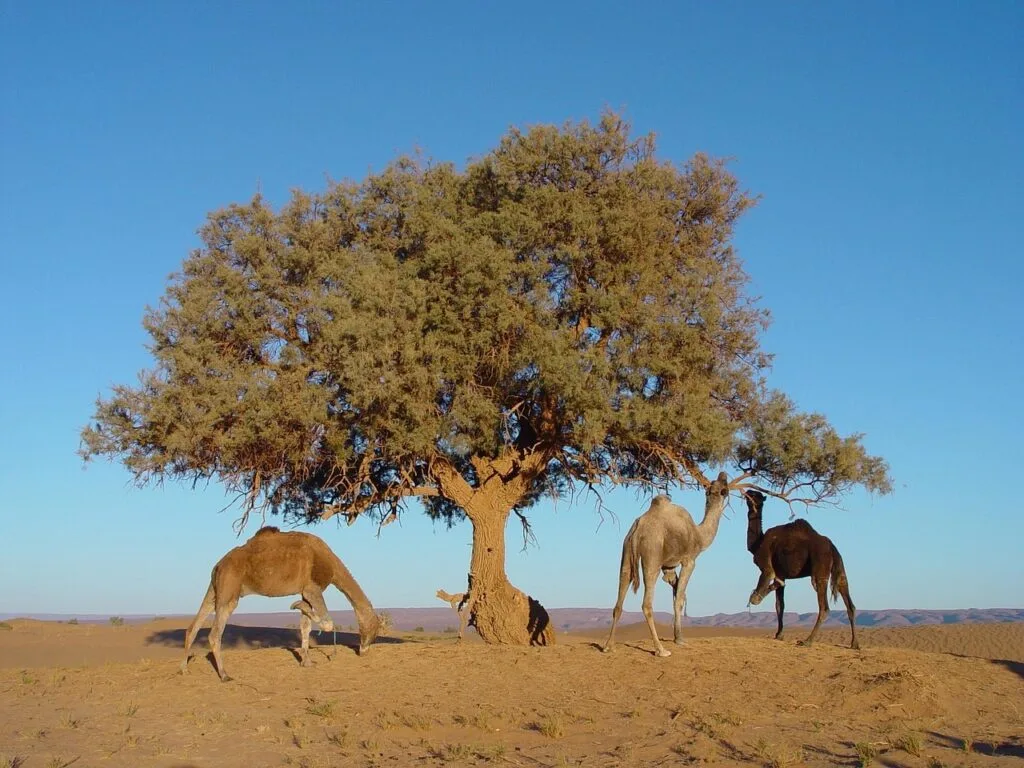 A group of camels gathered near a solitary desert tree in the sandy Saharan landscape of Mhamid el Ghizlane, Morocco, with golden dunes and arid terrain stretching into the distance..