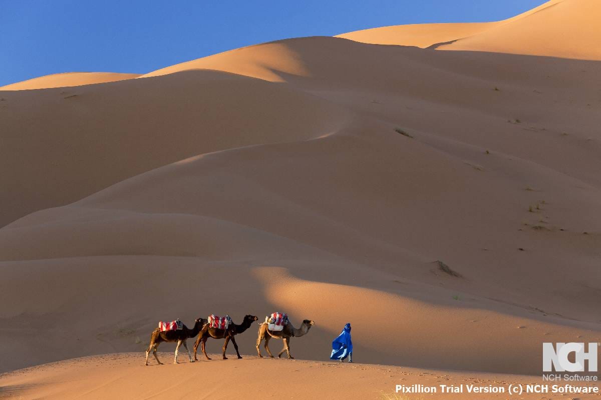Tuareg man leading camel train through the Sahara desert. Morocc