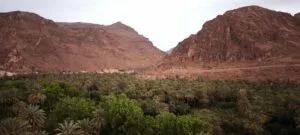 A scenic view of the Todra Valley in southern Morocco, featuring lush palm groves stretching along the riverbed beneath the towering golden-red walls of the Todra Gorge canyon, with traditional Berber villages nestled among the vegetation.