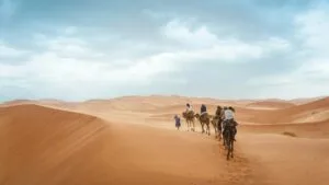 Group of travellers riding camels across the golden Erg Chebbi sand dunes at sunset in Merzouga, Morocco, with vast Sahara desert landscape stretching into the horizon.
