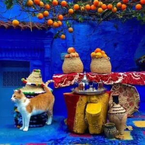Colorful street scene in Chefchaouen with vivid blue walls, traditional Moroccan decor, hanging oranges, and a cat in the foreground.