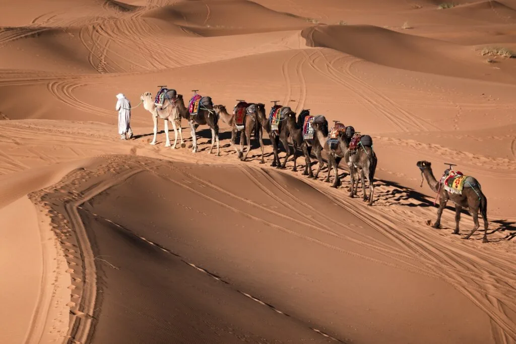 Camel caravan crossing golden Sahara Desert dunes in Morocco during a private desert tour.