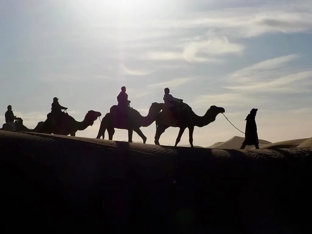 A camel caravan silhouetted against a warm golden and orange sunset sky while trekking across the sweeping sand dunes of the Sahara Desert near Mhamid el Ghizlane, Morocco.